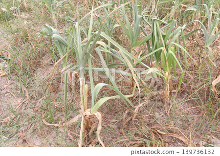 Allium ampeloprasum, wild leek, broadleaf wild leek plant on farm 139736132