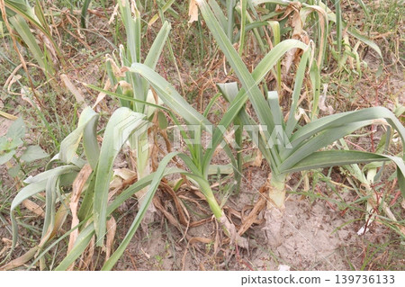 Allium ampeloprasum, wild leek, broadleaf wild leek plant on farm Allium ampeloprasum, wild leek, broadleaf wild leek plant on farm 139736133