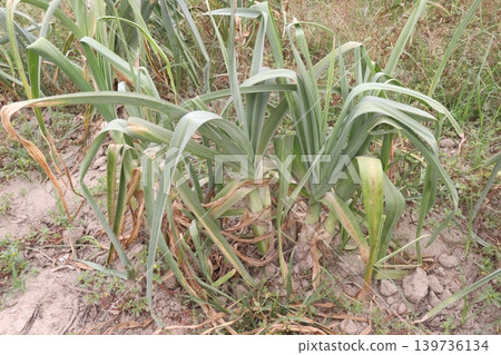 Allium ampeloprasum, wild leek, broadleaf wild leek plant on farm 139736134