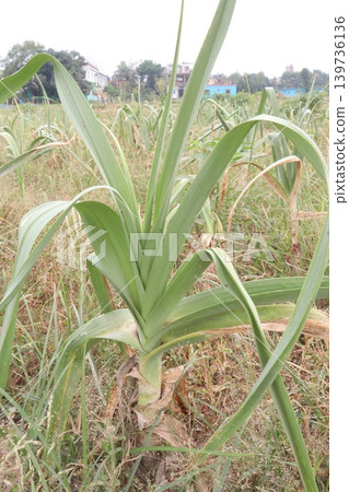 Allium ampeloprasum, wild leek, broadleaf wild leek plant on farm 139736136