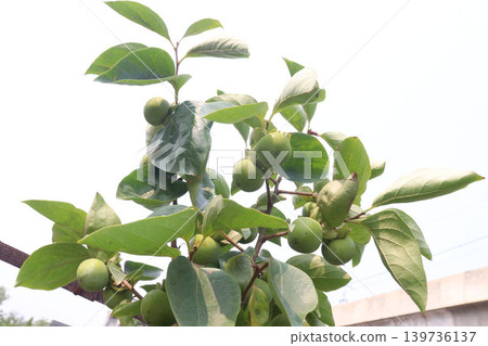 green apple on tree in farm for harvest 139736137