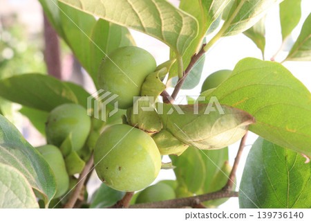 green apple on tree in farm for harvest 139736140