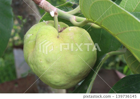 Artocarpus lacucha on tree in the farm are cash crops Artocarpus lacucha on tree in the farm are cash crops 139736145