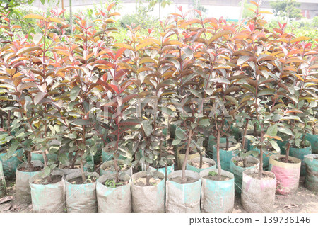 Australian Guava Tree Grafted on pot in farm Australian Guava Tree Grafted on pot in farm 139736146