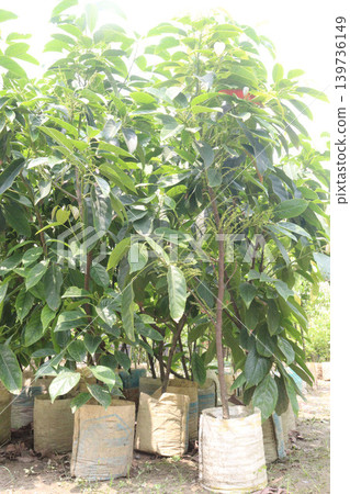 Avocado plant on nursery for sell Avocado plant on nursery for sell 139736149