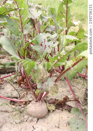 Beetroot with tree on farm for harvest Beetroot with tree on farm for harvest 139736151