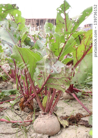 Beetroot with tree on farm for harvest Beetroot with tree on farm for harvest 139736152