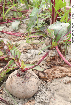 Beetroot with tree on farm for harvest Beetroot with tree on farm for harvest 139736153