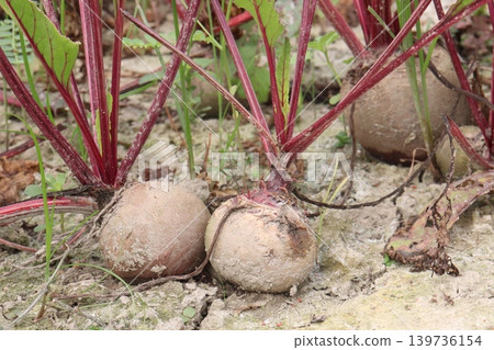 Beetroot with tree on farm for harvest Beetroot with tree on farm for harvest 139736154