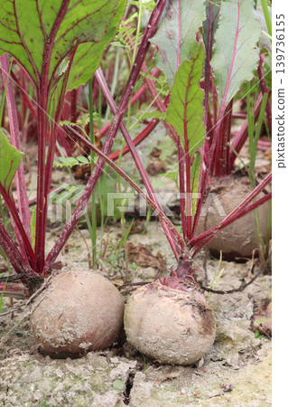 Beetroot with tree on farm for harvest Beetroot with tree on farm for harvest 139736155