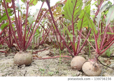 Beetroot with tree on farm for harvest Beetroot with tree on farm for harvest 139736156