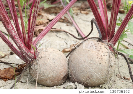 Beetroot with tree on farm for harvest Beetroot with tree on farm for harvest 139736162