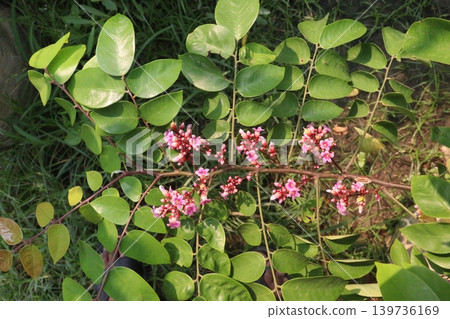 Carambola flower on tree in farm Carambola flower on tree in farm 139736169