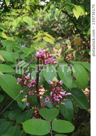 Carambola flower on tree in farm Carambola flower on tree in farm 139736170