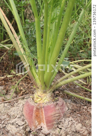 carrot with tree on farm for harvest are cash crops carrot with tree on farm for harvest are cash crops 139736172