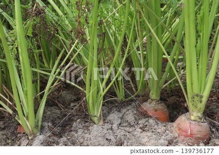 carrot with tree on farm for harvest are cash crops carrot with tree on farm for harvest are cash crops 139736177