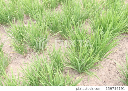 Fresh lemongrass, Cymbopogon, lemongrass, barbed wire grass plant Fresh lemongrass, Cymbopogon, lemongrass, barbed wire grass plant 139736191