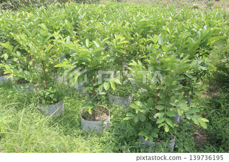 Guava Tree Grafted on bag in farm Guava Tree Grafted on bag in farm 139736195
