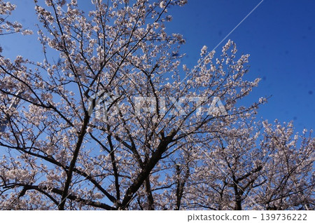 Cherry Blossoms	 139736222