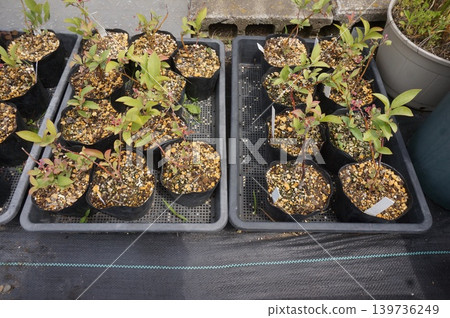 blueberry cuttings blueberry cuttings 139736249