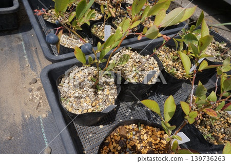 blueberry cuttings blueberry cuttings 139736263