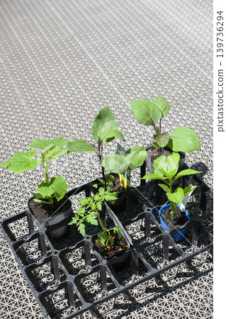 Vegetable seedlings (tomato, eggplant, cucumber, bell pepper) Vegetable seedlings (tomato, eggplant, cucumber, bell pepper) 139736294