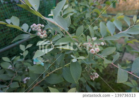 blueberry blueberry 139736313