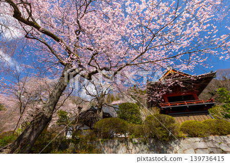Hananiwa-san Tenjuin Daiunji Temple, Ōto, Higashiagatsuma-machi, Agatsuma-gun, Gunma Prefecture: Weeping cherry trees and mountain cherry trees bloom profusely in the temple grounds. (Photo: Bell tower and cherry blossoms) 139736415