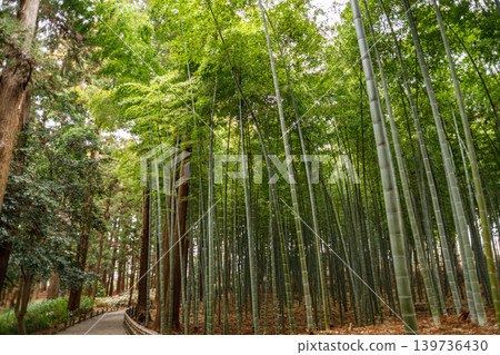美麗的竹林風景 美麗的竹林風景 139736430