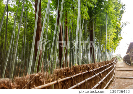 美麗的竹林風景 139736433