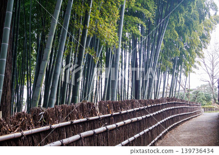 美麗的竹林風景 美麗的竹林風景 139736434