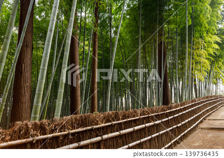 美麗的竹林風景 139736435