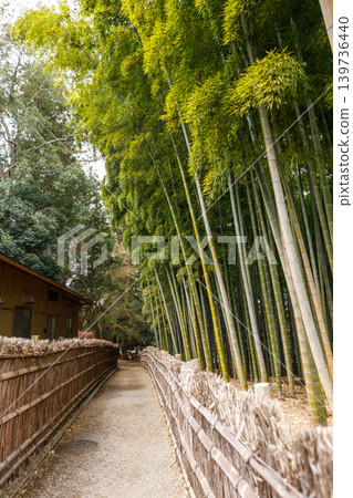Beautiful bamboo forest scenery 139736440