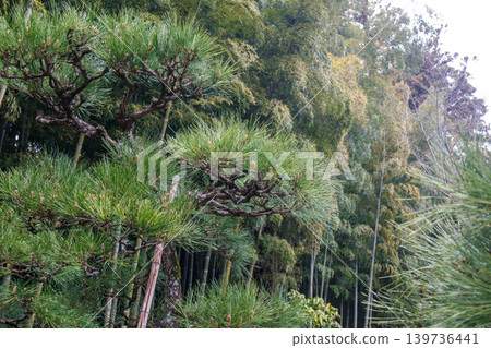 Beautiful bamboo forest scenery Beautiful bamboo forest scenery 139736441
