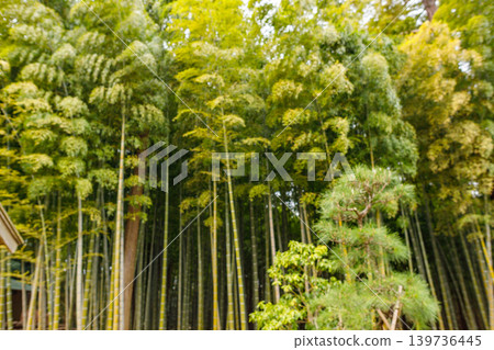 Beautiful bamboo forest scenery Beautiful bamboo forest scenery 139736445