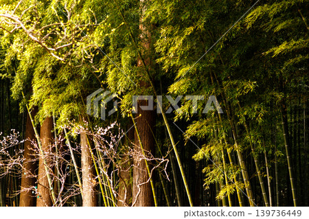 美麗的竹林風景 美麗的竹林風景 139736449