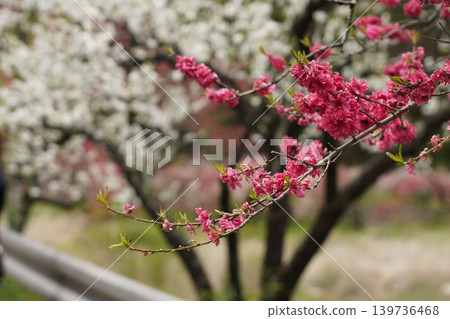 花桃花 花桃花 139736468