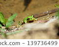 A tree frog clinging to a rice paddy ridge in Motoyama Town, Kochi Prefecture. 139736499