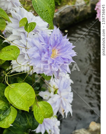 Flowers blooming at the water's edge Flowers blooming at the water's edge 139736645