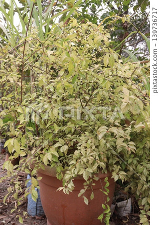 Acalypha siamensis variegata (variegated Wild Tea) plant on farm Acalypha siamensis variegata (variegated Wild Tea) plant on farm 139736717