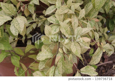 Acalypha siamensis variegata (variegated Wild Tea) plant on farm 139736718