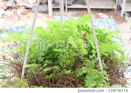 Adiantum raddianum, the Delta maidenhair fern plant Adiantum raddianum, the Delta maidenhair fern plant 139736719