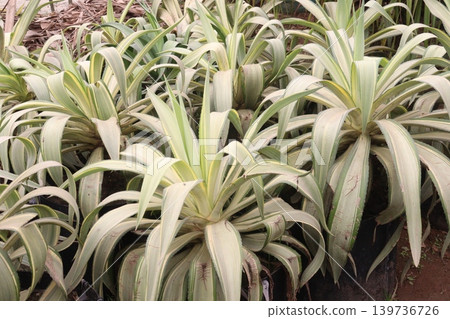 Agave angustifolia leaf plant on nursery 139736726