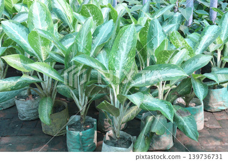 Aglaonema Super White leaf plant on pot 139736731