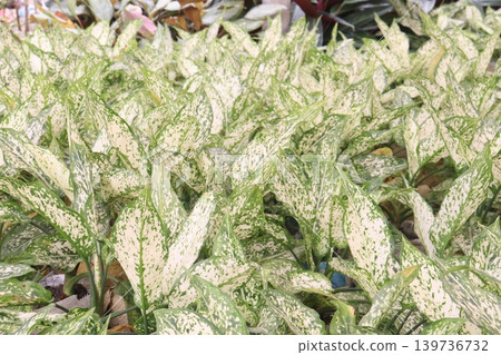 Aglaonema Snow White leaf plant on farm Aglaonema Snow White leaf plant on farm 139736732