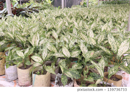 Aglaonema Snow White leaf plant on farm Aglaonema Snow White leaf plant on farm 139736733