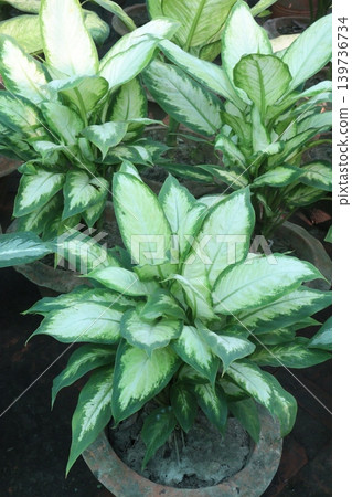 Aglaonema Super White leaf plant on pot Aglaonema Super White leaf plant on pot 139736734