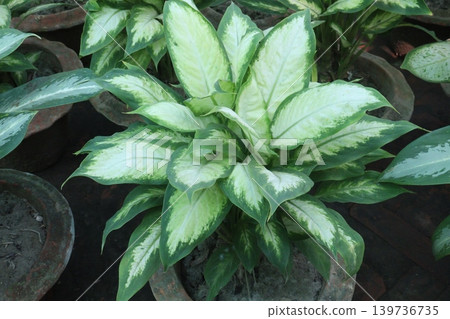 Aglaonema Super White leaf plant on pot Aglaonema Super White leaf plant on pot 139736735