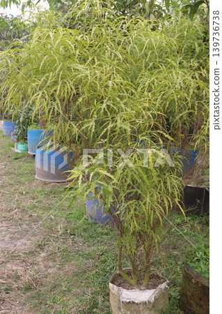 Akalipa yellow tree plant on farm 139736738