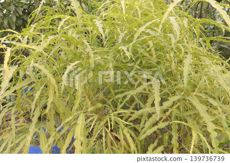 Akalipa yellow tree plant on farm 139736739